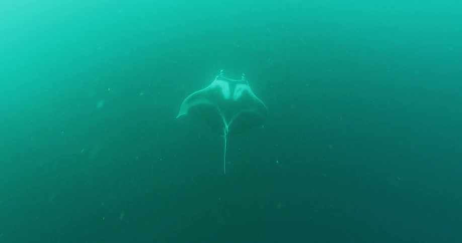 A sting ray swimming under water