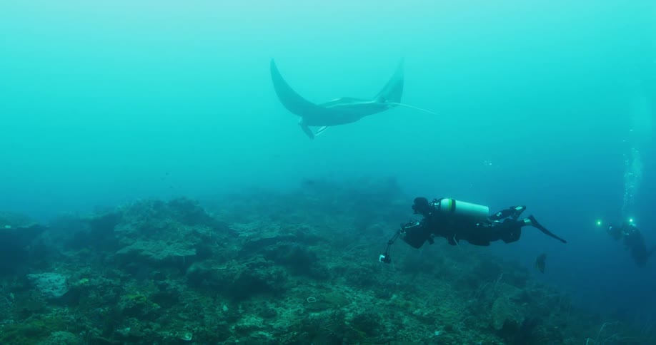 Scuba diver filming a animal in the ocean