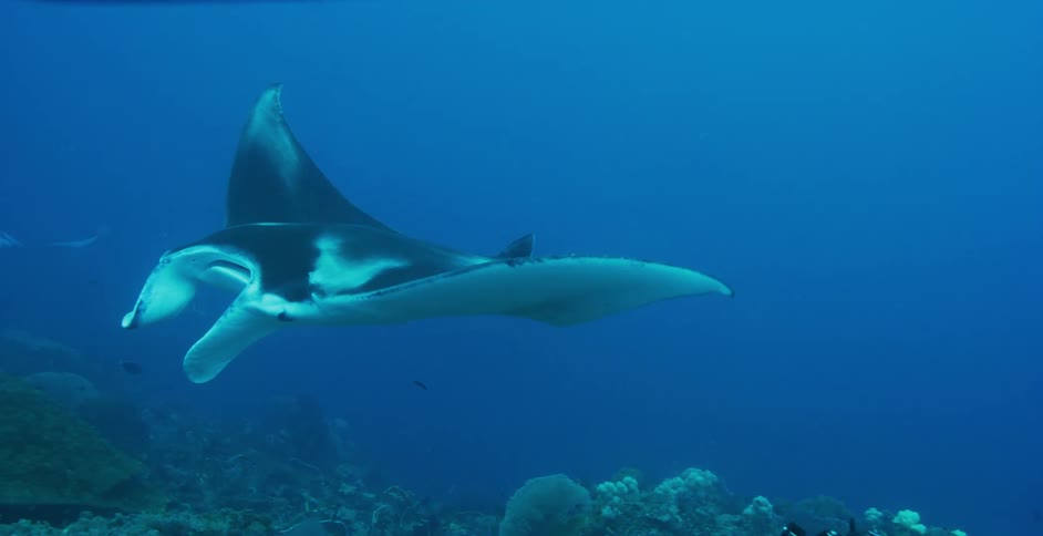 A diver takes a photo of a black and white manta ray underwater