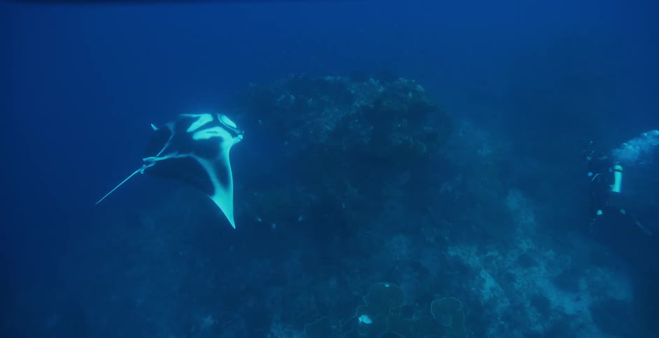 Manta ray swimming under water next to coral reef and a scuba diver