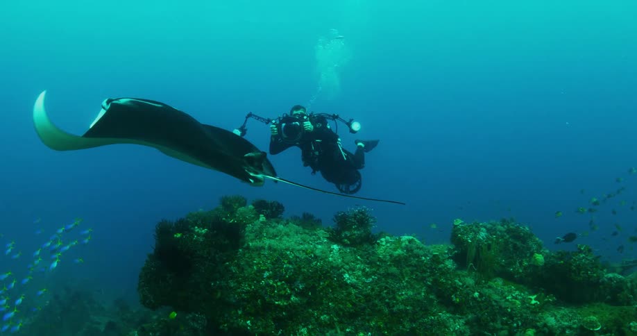 School of fish swimming underwater while man in scuba gear takes pictures of manta ray with a camera