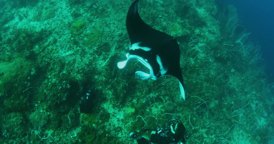 Man swimming underwater in the ocean in scuba gear taking pictures of a manta ray