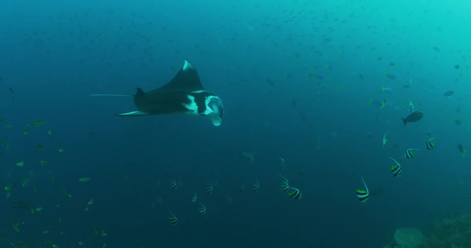 A manta ray slow swims through schools of fish underwater during the day
