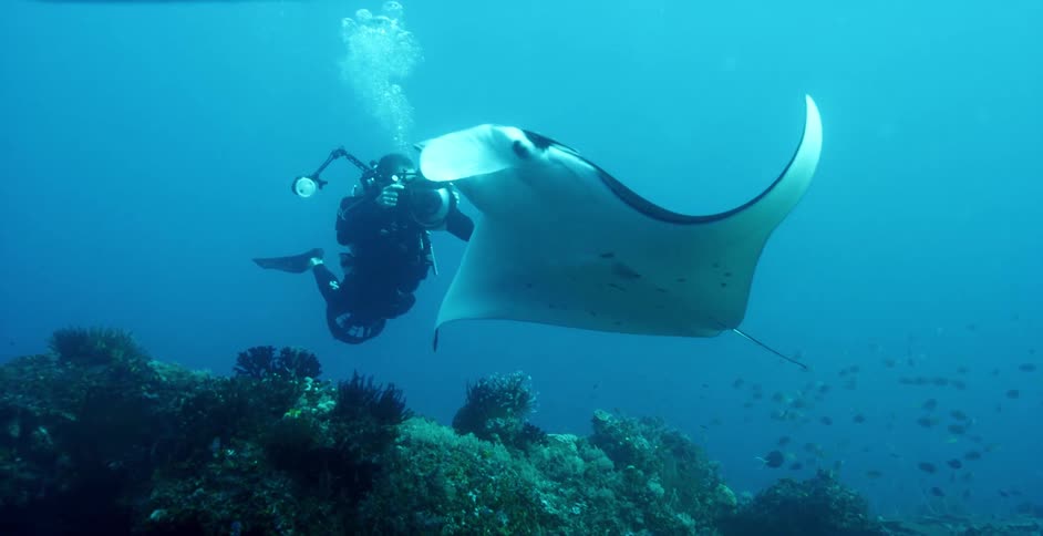 Manta ray and fish swimming underwater above coral reef next to man in scuba gear taking pictures