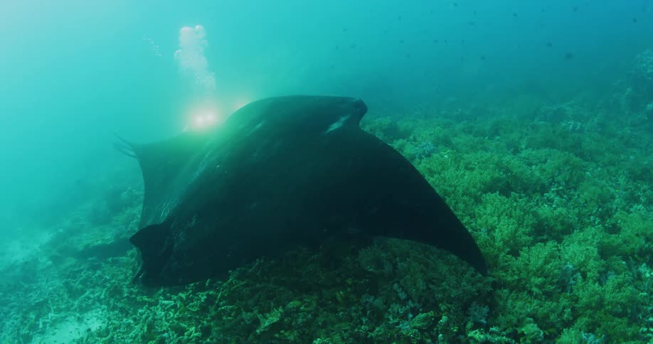 A diver swims behind asting ray under water