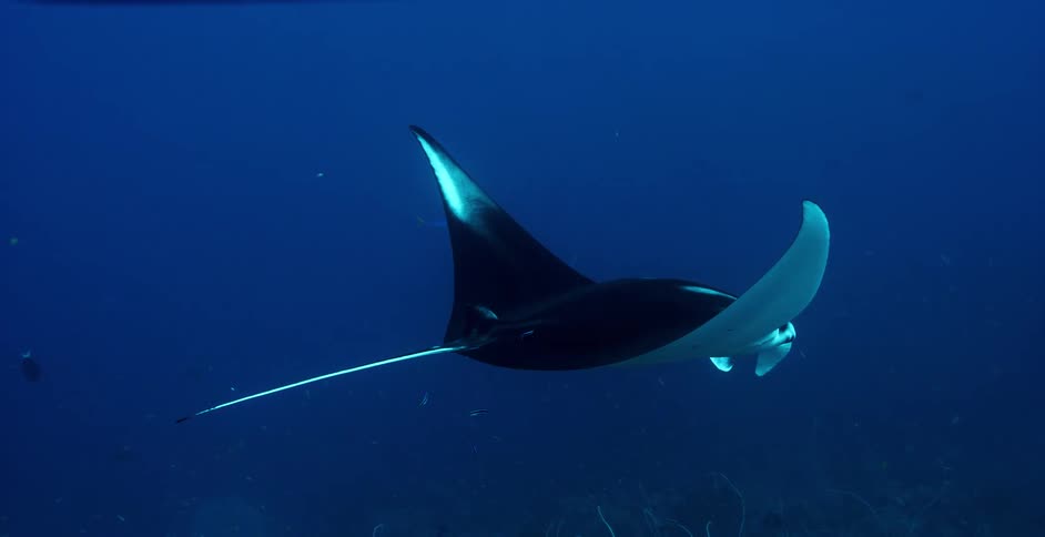 A sting ray and fish swimming under water
