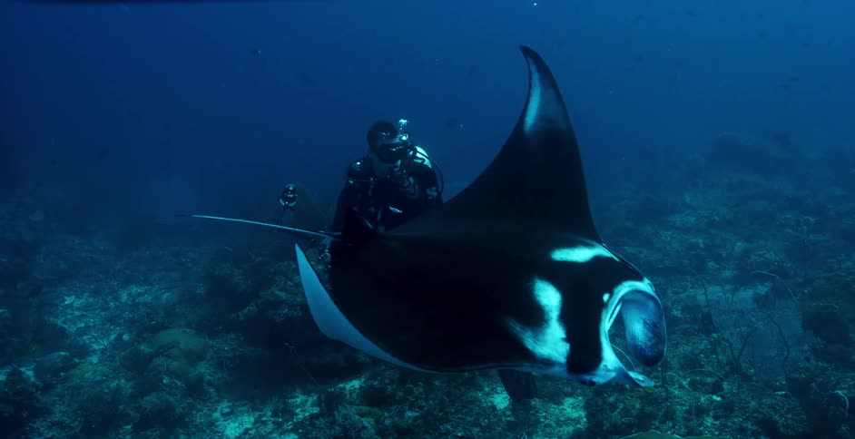 A diver takes a photo of a black and white manta ray