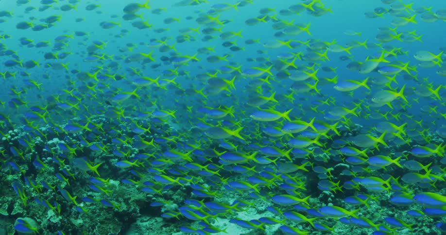 Underwater with a large school of blue and green fish swimming above the ocean floor