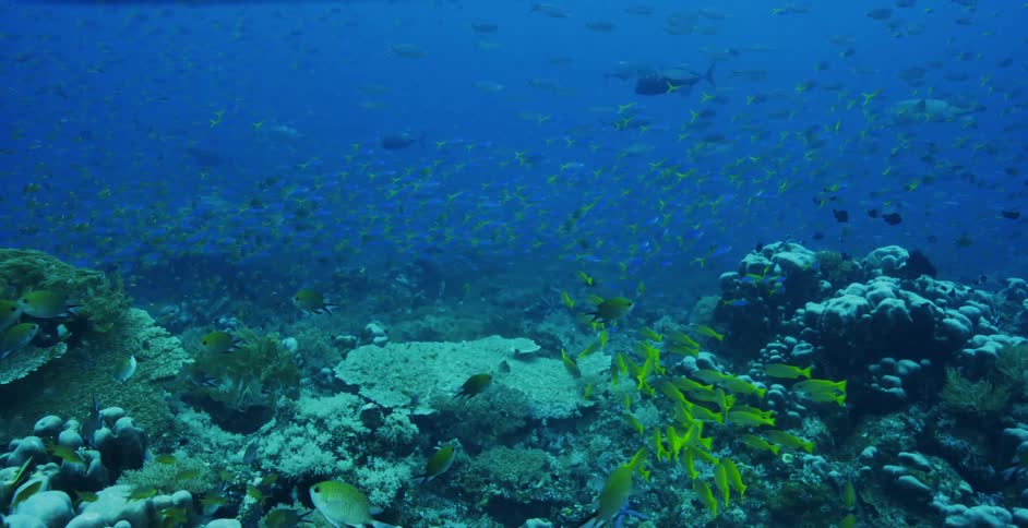 Fish are swimming in the ocean