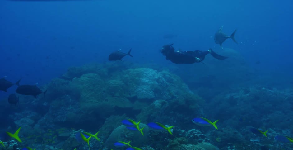 Fish swimming underwater in the ocean in coral reef habitat with scuba diver swimming past them