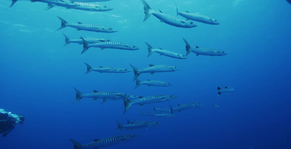 Fish are swimming in the ocean