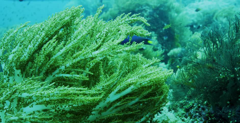 Plant in the ocean with fish swimming around it