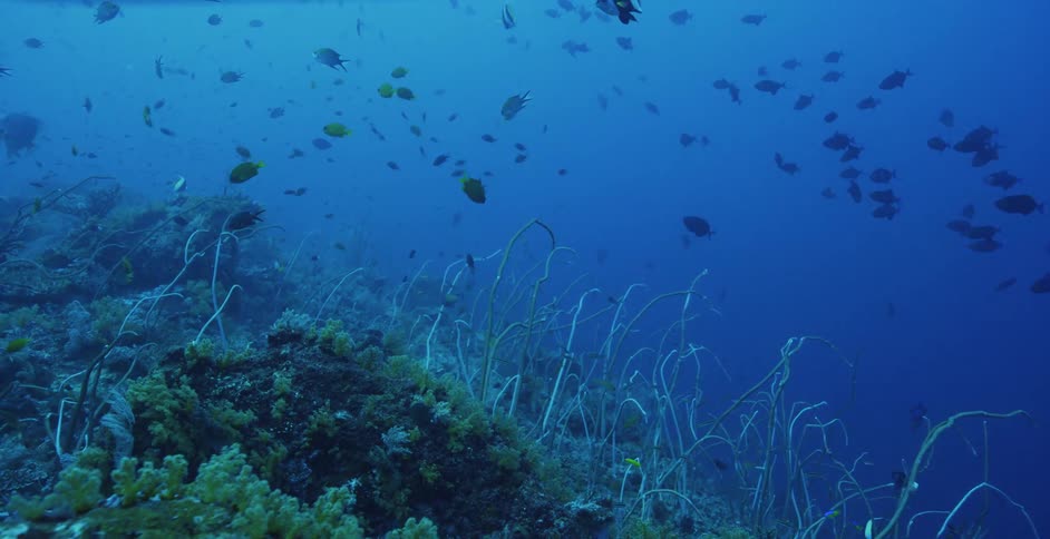 A school of angelfish swimming in the ocean