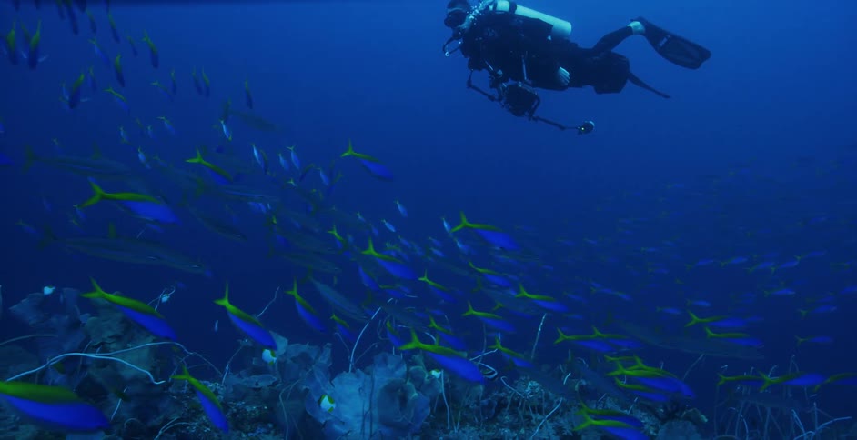 A scuba diver is under blue water with a school of fish