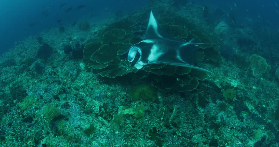 A sting ray under water