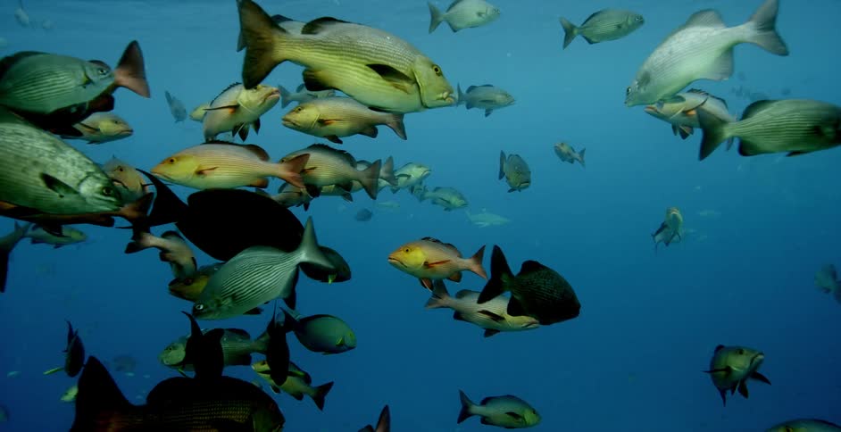 Schools of fish swim through one another underwater during the day