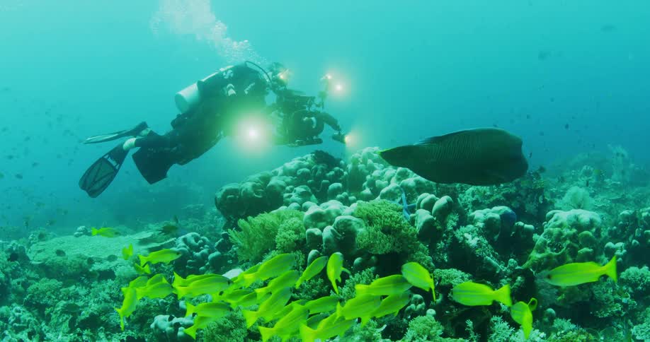 A diver is underwater photographing the fish
