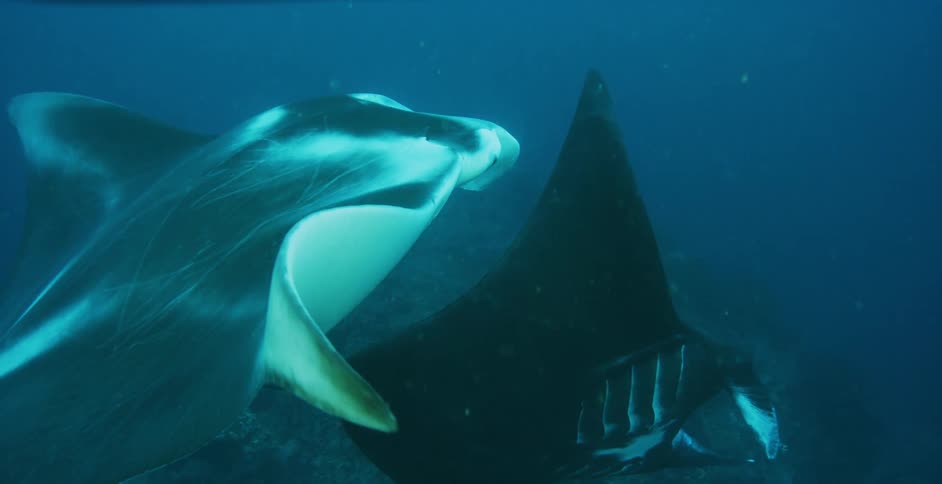 Manta rays swimming in the ocean