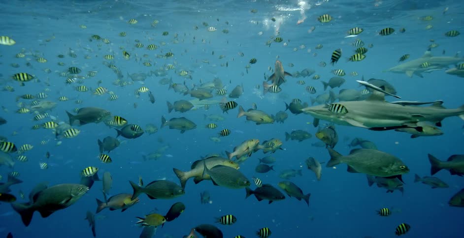 A variety of fish and sea creatures swim near the surface of the ocean during the day