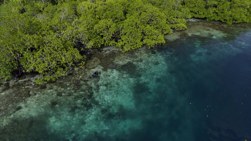 A diver swims off the coast of a forested landmass