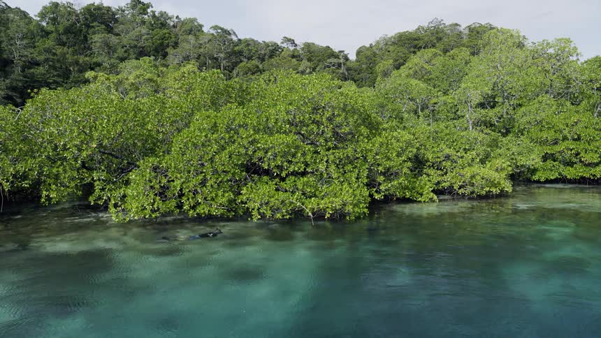 A diver swimming on the coast of an island in the daytime