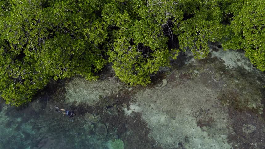 An aerial view of a man snorkeling on the shore