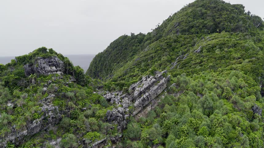 Aerial view of a forest is displayed near the coast
