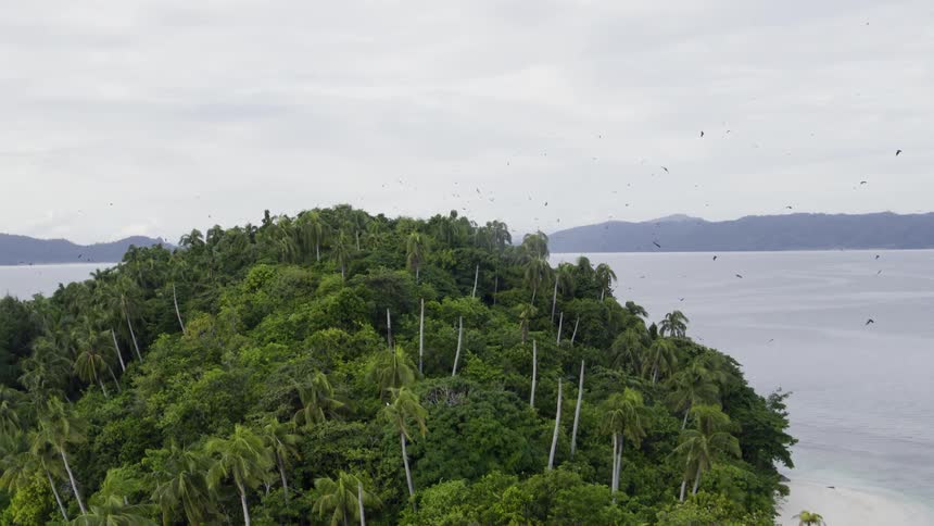 An aerial view of birds flying over a lush tropical island in the daytime