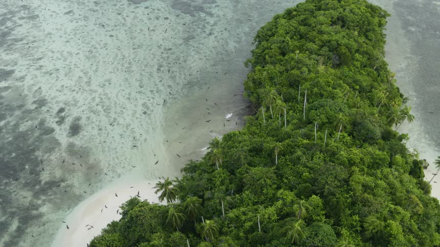 Island full of trees with birds flying above it