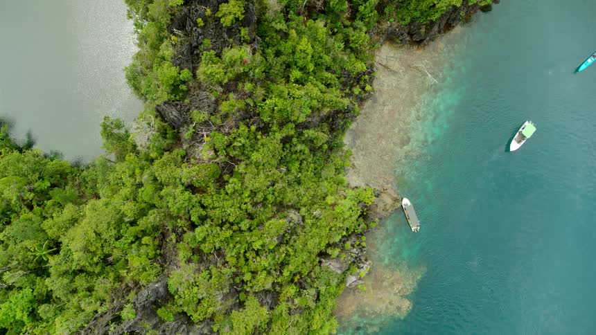 A coast with trees plants and boats in the water