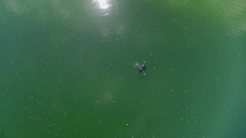 A man snorkeling in a lake full of jellyfish during the day