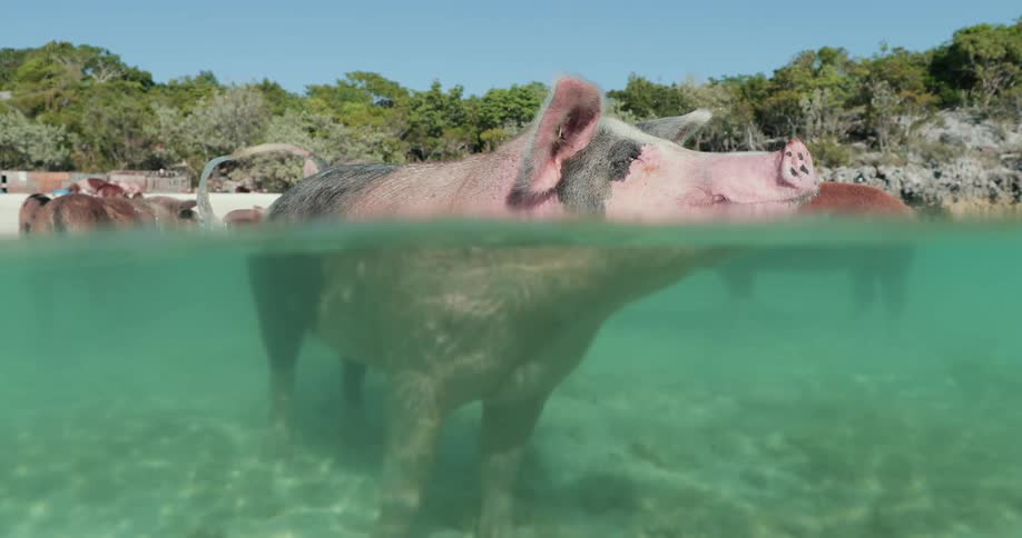 Pigs are splashing around in the water at the beach