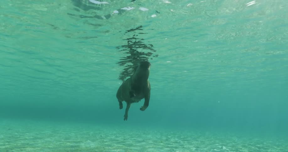 A pig swimming underwater at Pig Beach