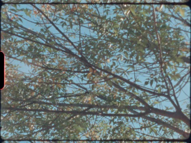 Close up of branches with leaves and wider view of the tree in daylight outside