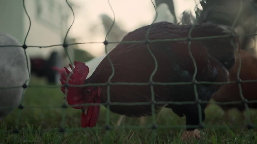 A group of chickens search the grass for food near a plastic mesh fence