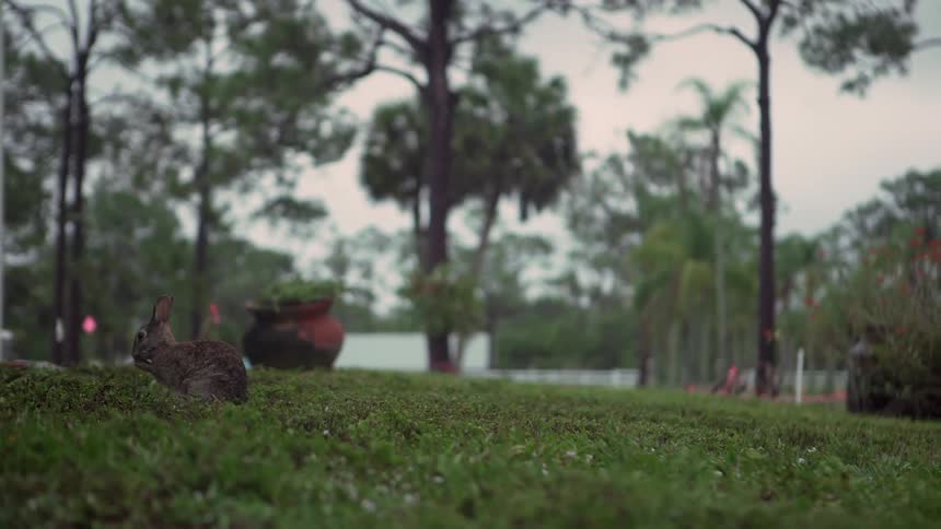 Rabbit on grass cleaning itself