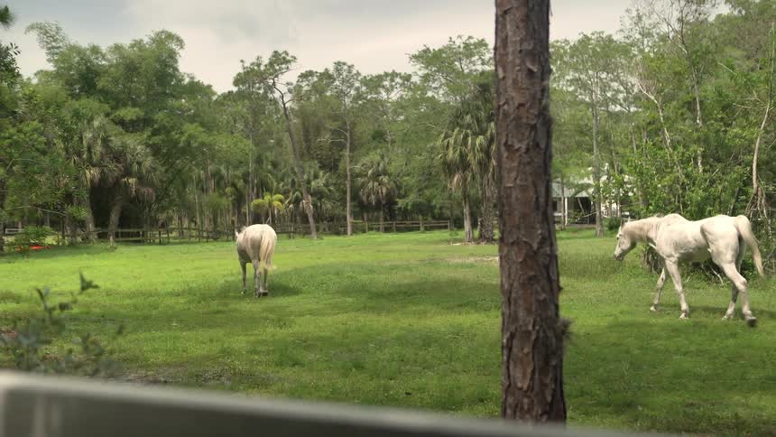 Multiple horses roam in a farm pasture