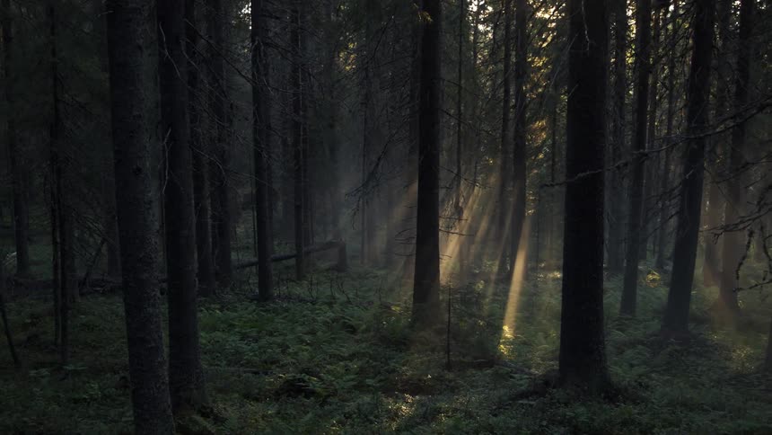 Sunlight streaming through pine trees in a forest