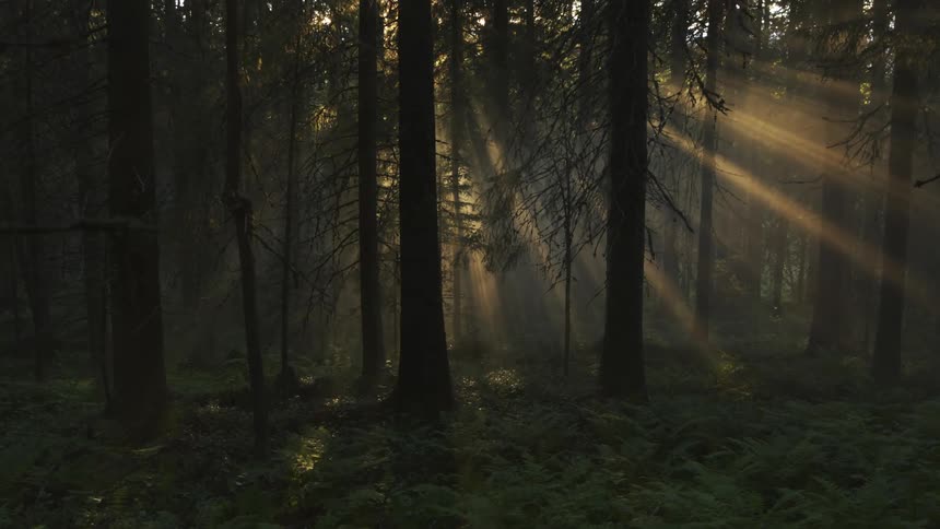 The sun is setting in the forest