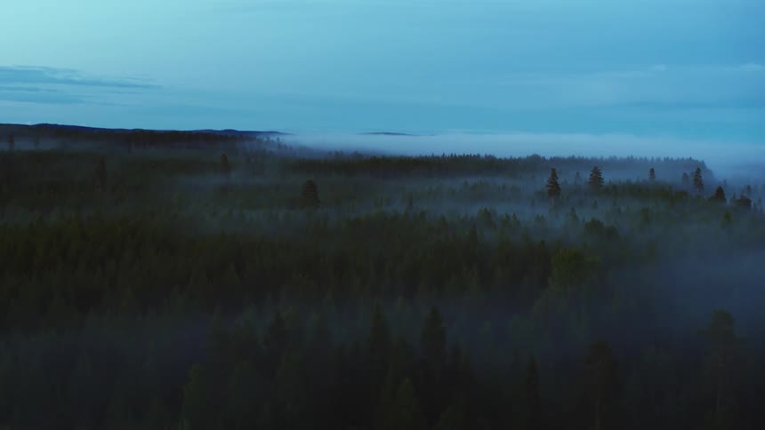 Fog over a forest