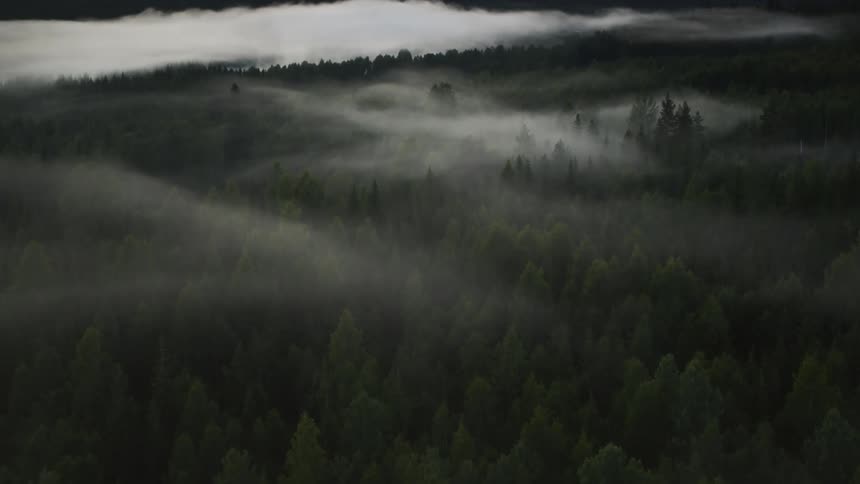 A forest with trees and fog