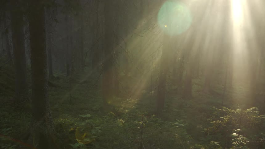 The sun is setting in the forest