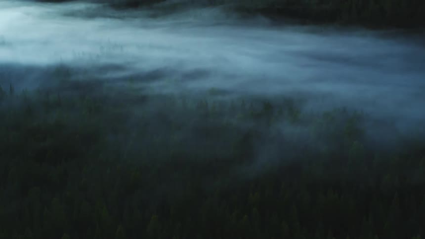 A thick blanket of fog floating above pine trees in a forest