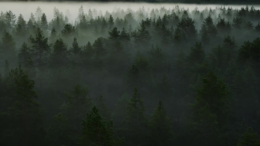 Fog is covering the forest