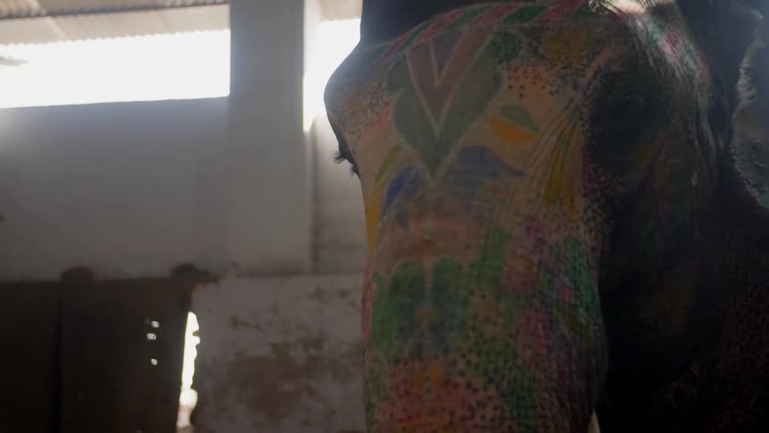 An elephant in a room with paint on its face and ears