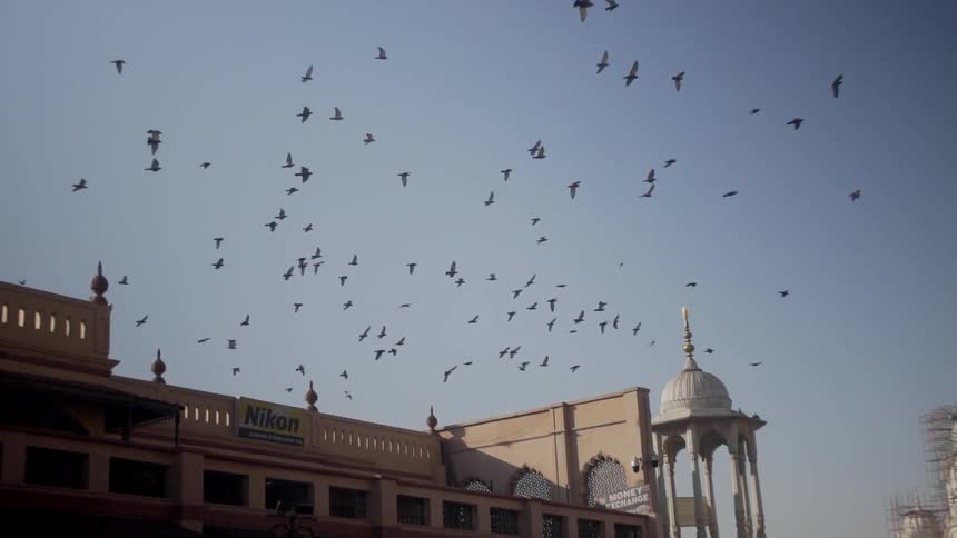 Birds are flying above the city buildings