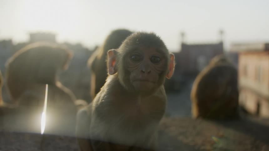Monkeys are sitting on a ledge in a city