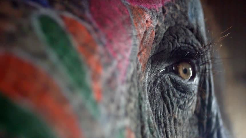 An elephants trunk is painted in bright colors with a diamond design