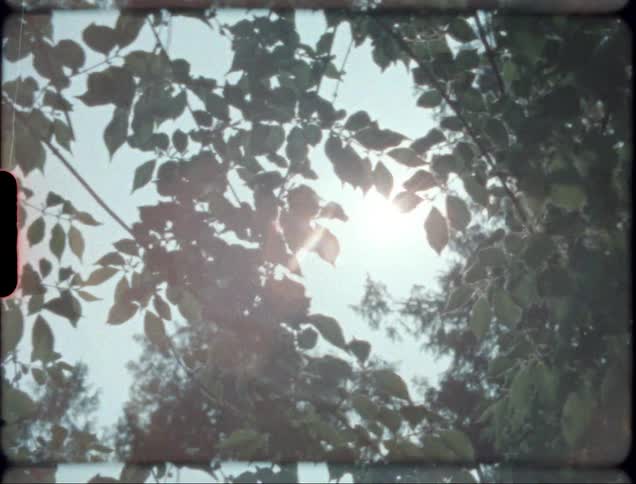 Sunlight shines through the foliage of a group of trees during the day