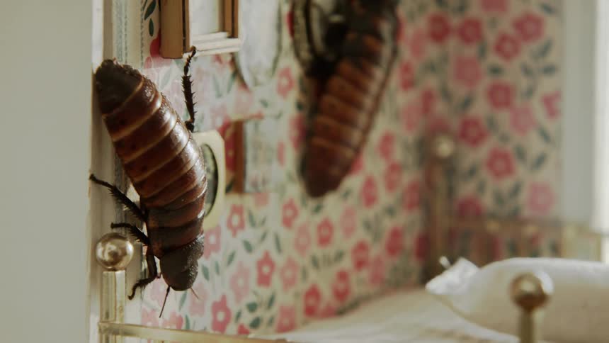 Two roaches on the wall of a dollhouse